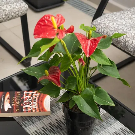 2 Bd Downtown With Private Parking 400 Meters Walk To The * Ханья